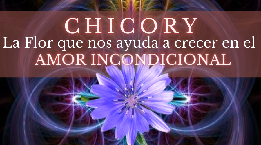 Chicory – Flor del Amor incondicional