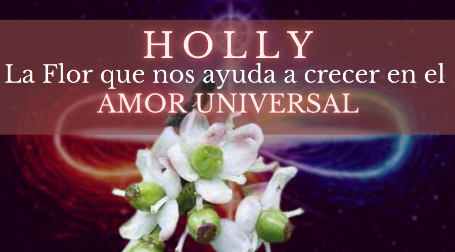 Holly la Flor del Amor Universal