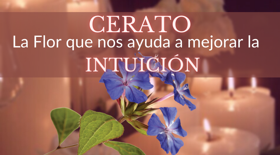 Cerato – Flor de la Intuición
