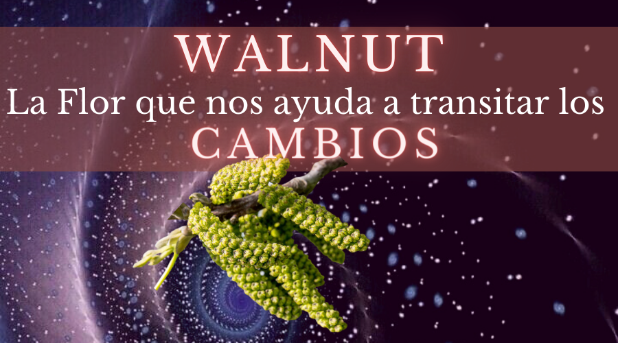 Walnut – Flor que nos ayuda a transitar los cambios
