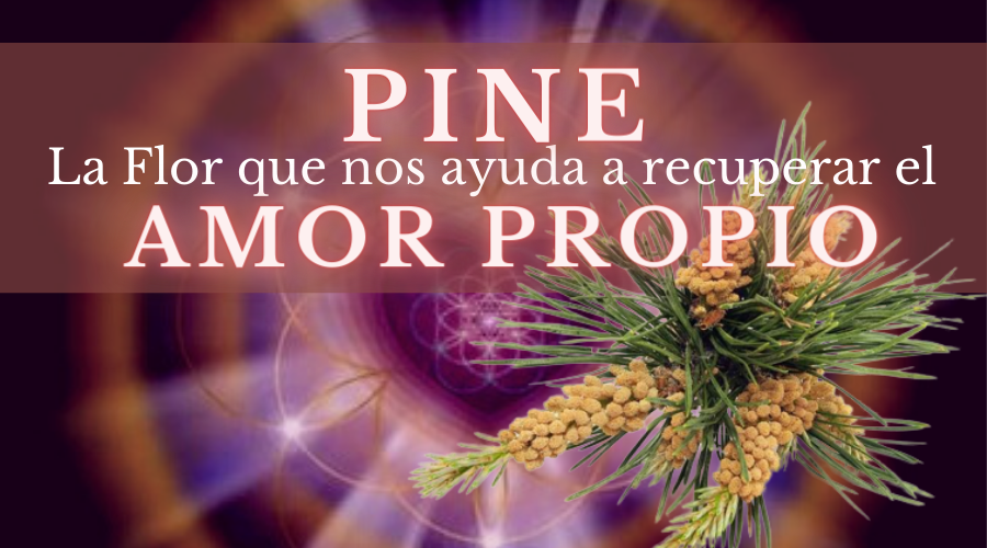 Pine: Flor que nos ayuda a recuperar el amor propio
