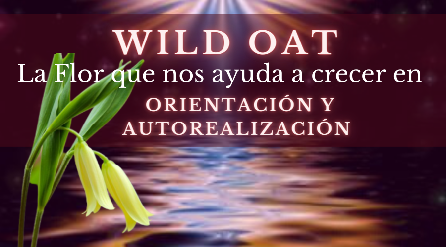 Wild Oat – Flor para la orientación y la autorealización