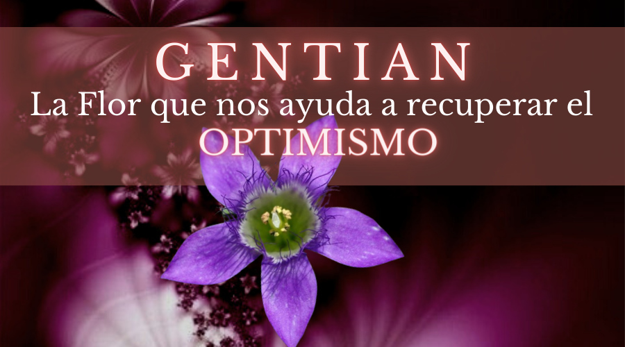 Gentian -La flor que nos ayuda a recuperar el optimismo