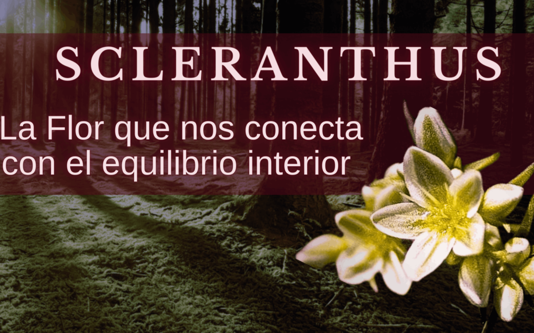 Scleranthus, la flor que nos conecta con el equilibrio interior
